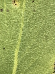 Arctostaphylos mewukka
