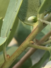 Arctostaphylos mewukka