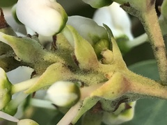 Arctostaphylos mewukka