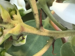 Arctostaphylos mewukka