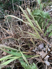 Crocosmia × crocosmiiflora