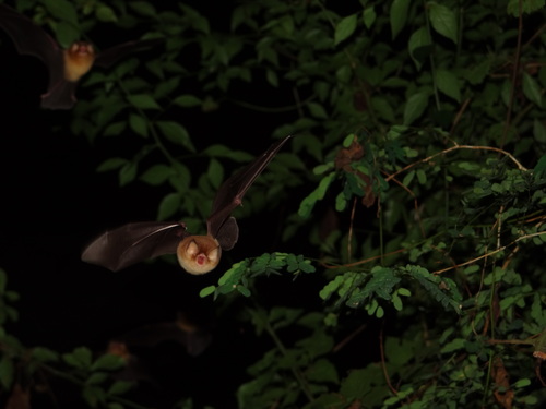 Mexican Funnel-eared Bat