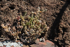 Crassula lanceolata