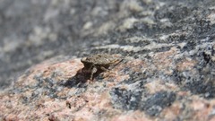 Gelastocoris