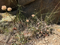 Eriogonum latens