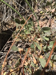 Eriogonum latens