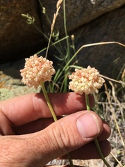 Eriogonum latens