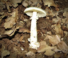 Amanita eliae