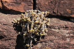 Crassula lanceolata