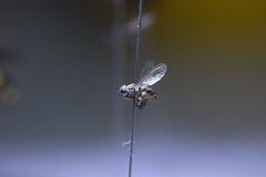 Brachycera