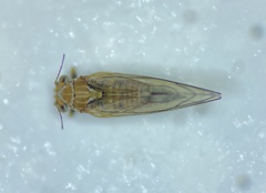 Cacopsylla curta
