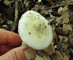 Amanita eliae