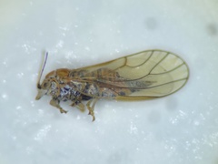Cacopsylla curta