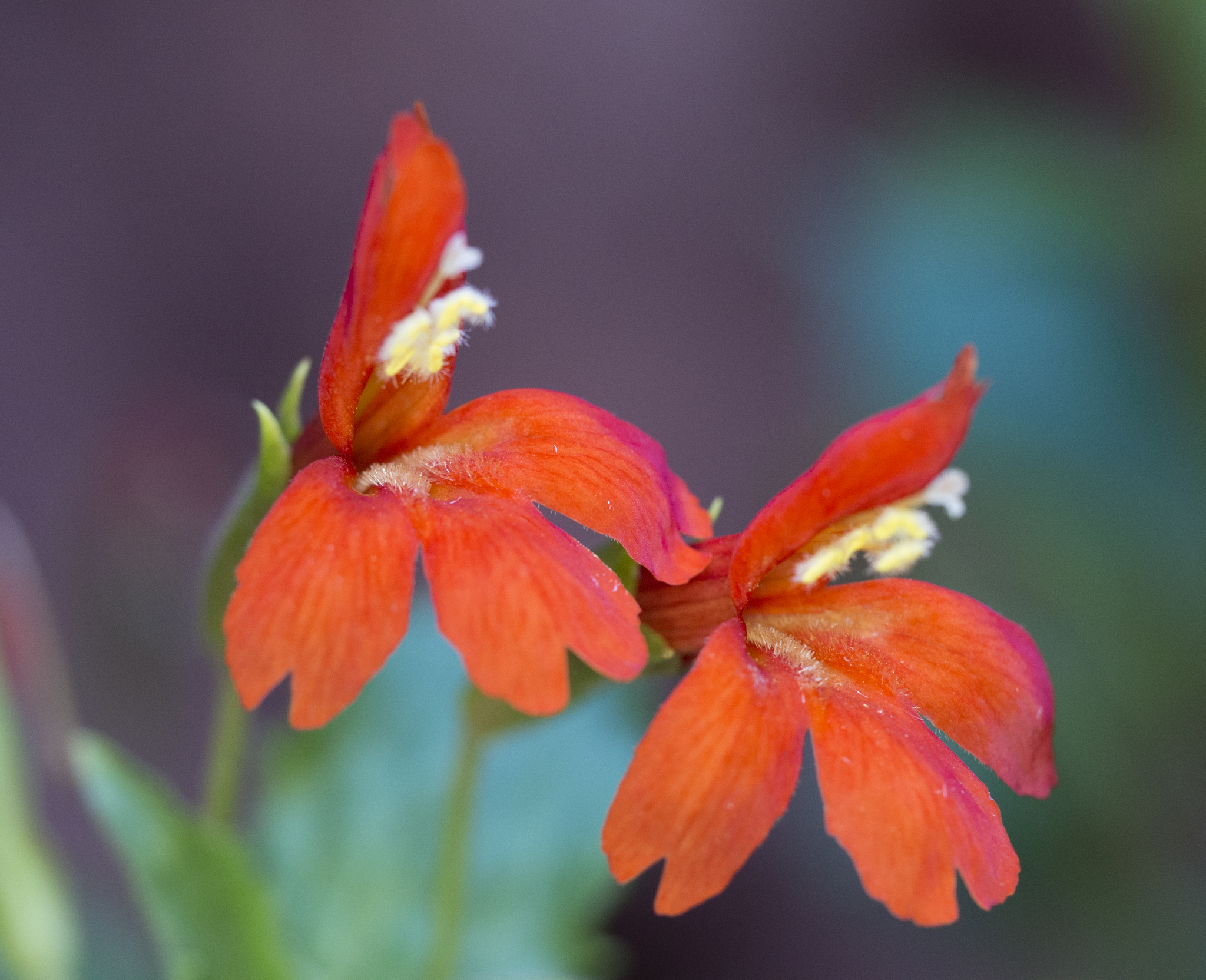 Crimson Monkeyflower (Erythranthe verbenacea) · iNaturalist