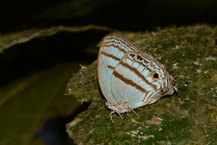 Evenus satyroides