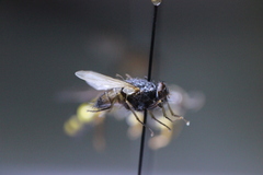 Brachycera