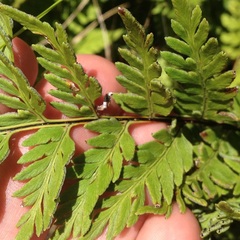 Myriopteris allosuroides