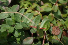 Lythrum flagellare