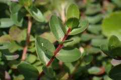 Lythrum flagellare
