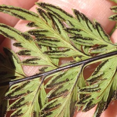 Myriopteris allosuroides