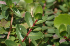 Lythrum flagellare