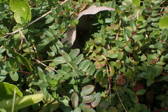 Lythrum flagellare