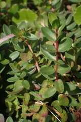 Lythrum flagellare