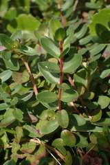 Lythrum flagellare