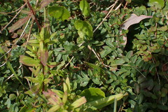 Lythrum flagellare