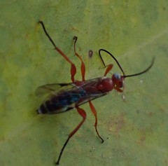 Pimpla marginella