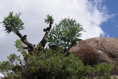Cussonia paniculata