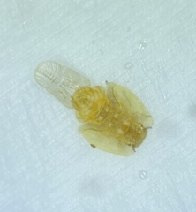 Bactericera californica