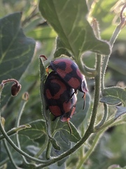 Botanochara angulata