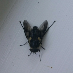 Scaptia adrel