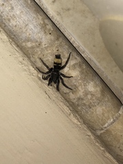 Latonigena