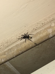 Latonigena