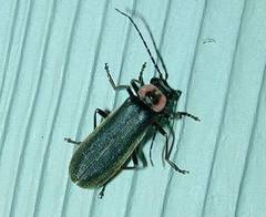 Podabrus brevicollis