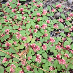 Euphorbia densiflora