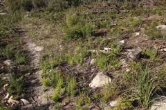 Pseudoselago verbenacea