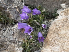 Campanula alpestris