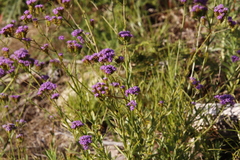 Pseudoselago verbenacea