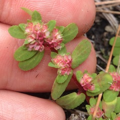 Euphorbia densiflora