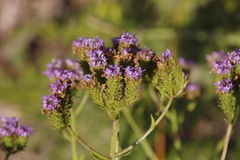 Pseudoselago verbenacea