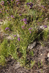 Pseudoselago verbenacea