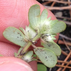 Euphorbia densiflora