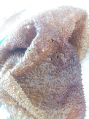 Sarcothalia circumcincta