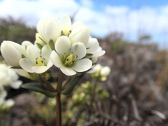 Gentianella chathamica