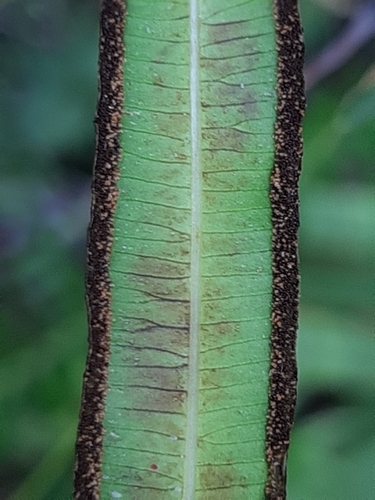 Pteris cretica
