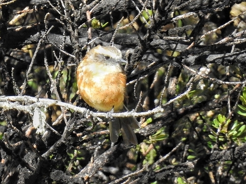 Brown-backed Chat-Tyrant (Ochthoeca fumicolor), photo 9