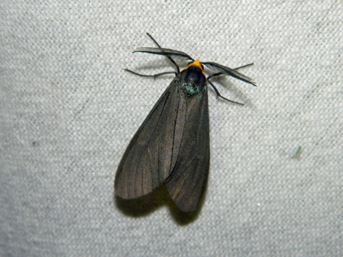 Virginia ctenucha moth